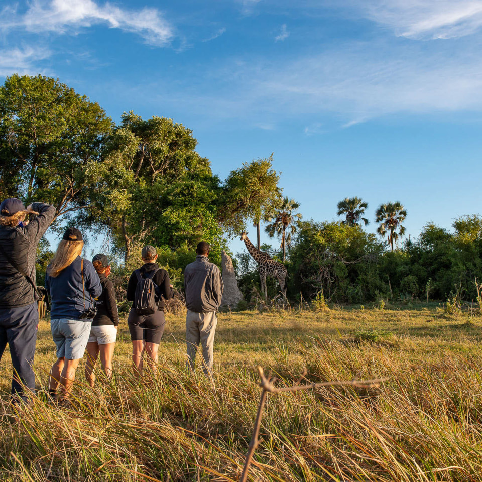 Camping-Safari im wilden Botswana
